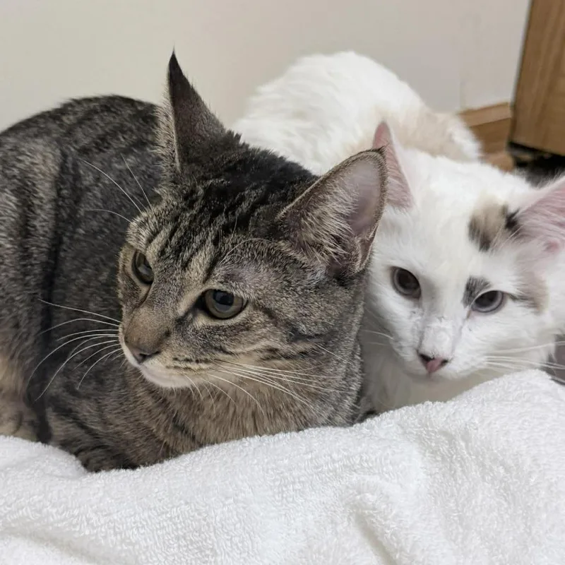 A young small-sized female Brown / Chocolate Domestic Short Hair cat named Ivy for adoption in Plainfield, IL