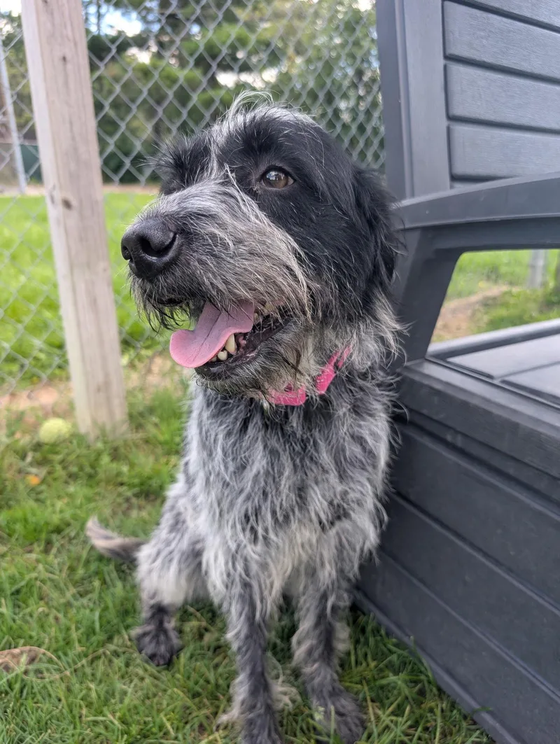 An adult medium-sized female German Wirehaired Pointer dog named Topher for adoption in Cuyahoga Falls, OH