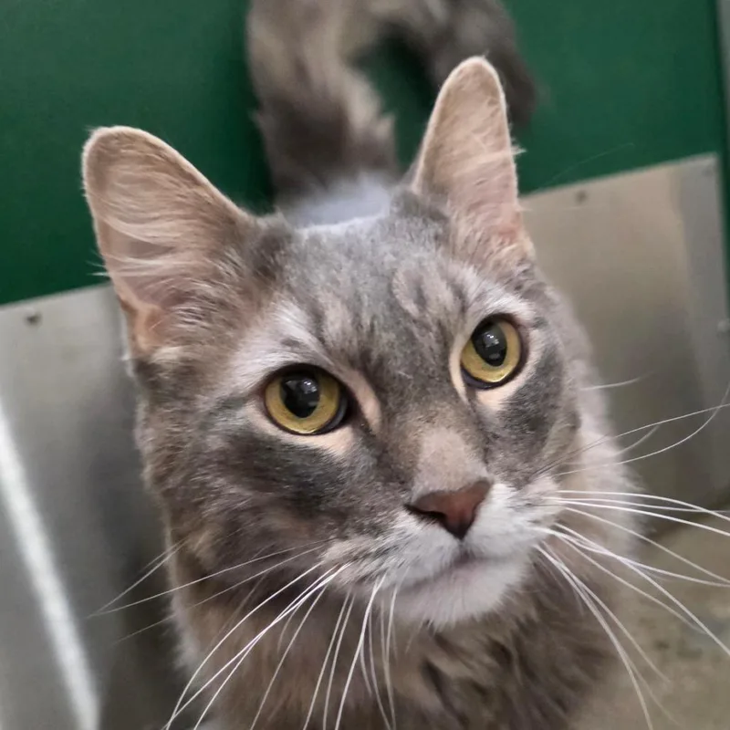 A senior large-sized male Gray / Blue / Silver Domestic Short Hair cat named Sasha for adoption in Reno, NV
