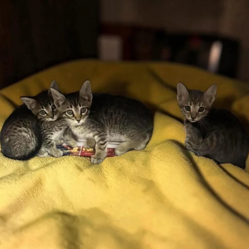 A baby medium-sized male Domestic Short Hair cat named Pinto for adoption in Sorrento, LA