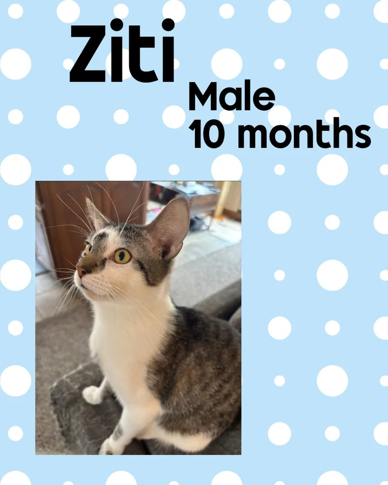 A young medium-sized male Domestic Short Hair cat named Ziti for adoption in Holbrook, NY