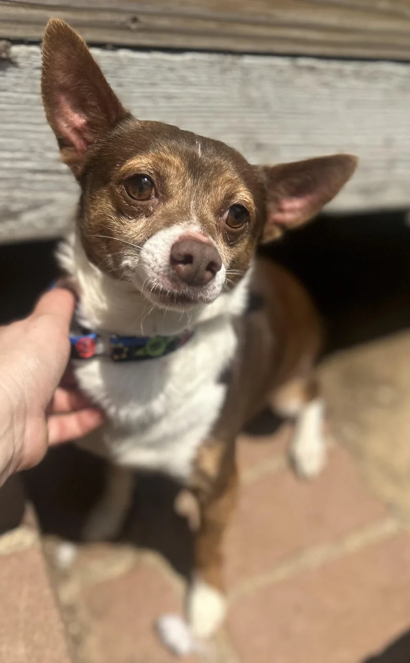 An adult small-sized male Tricolor (Brown, Black, & White) Chihuahua dog named Bubba for adoption in Oak Ridge, NJ