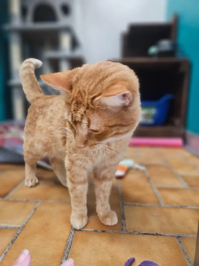 An adult medium-sized male Domestic Short Hair cat named Milo for adoption in Yankton, SD