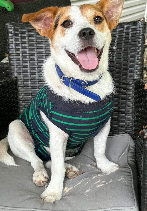 An adult medium-sized male Corgi dog named Eddie for adoption in Franklin, TN