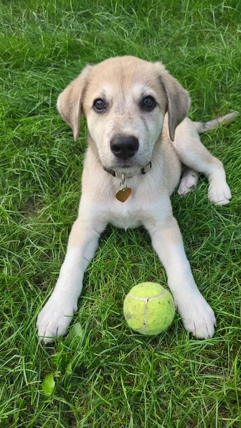 Kona