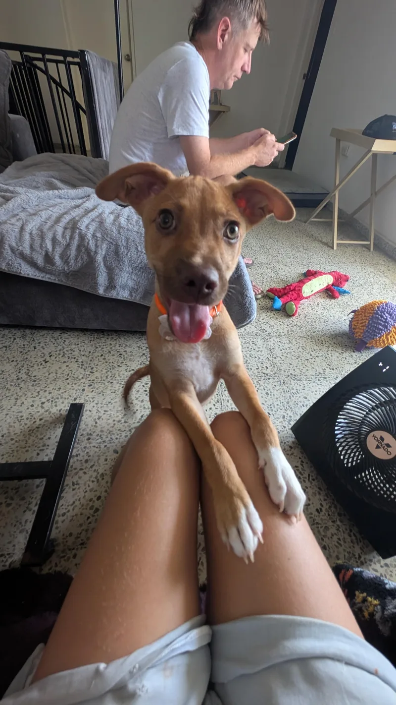 A baby medium-sized female Golden Labrador Retriever dog named SUZZIE perfect family for adoption in New York, NY