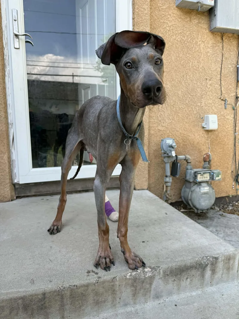 A young medium-sized male Doberman Pinscher dog named Kermit for adoption in Denver, CO