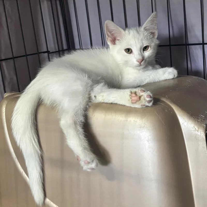 A baby small-sized male White Domestic Medium Hair cat named Doc GoldenVicary_A for adoption in Columbia, MO