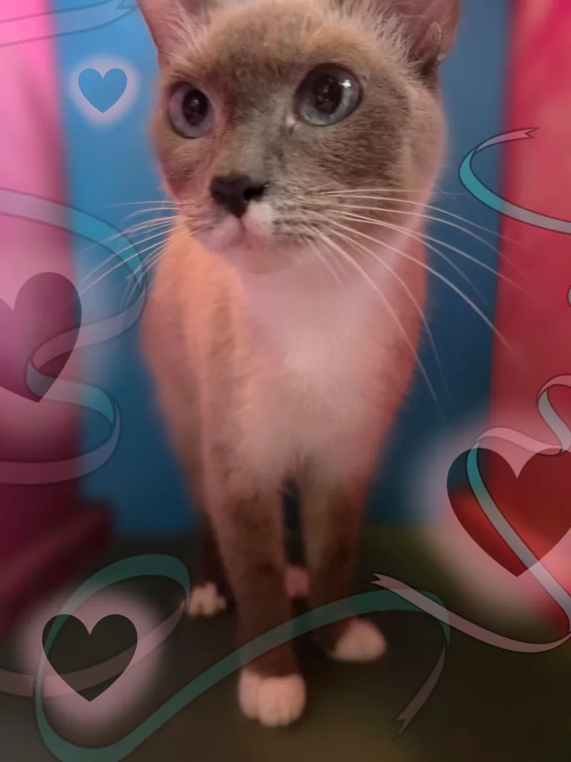 An adult small-sized female Ragdoll cat named Duchess for adoption in Silver Springs, FL