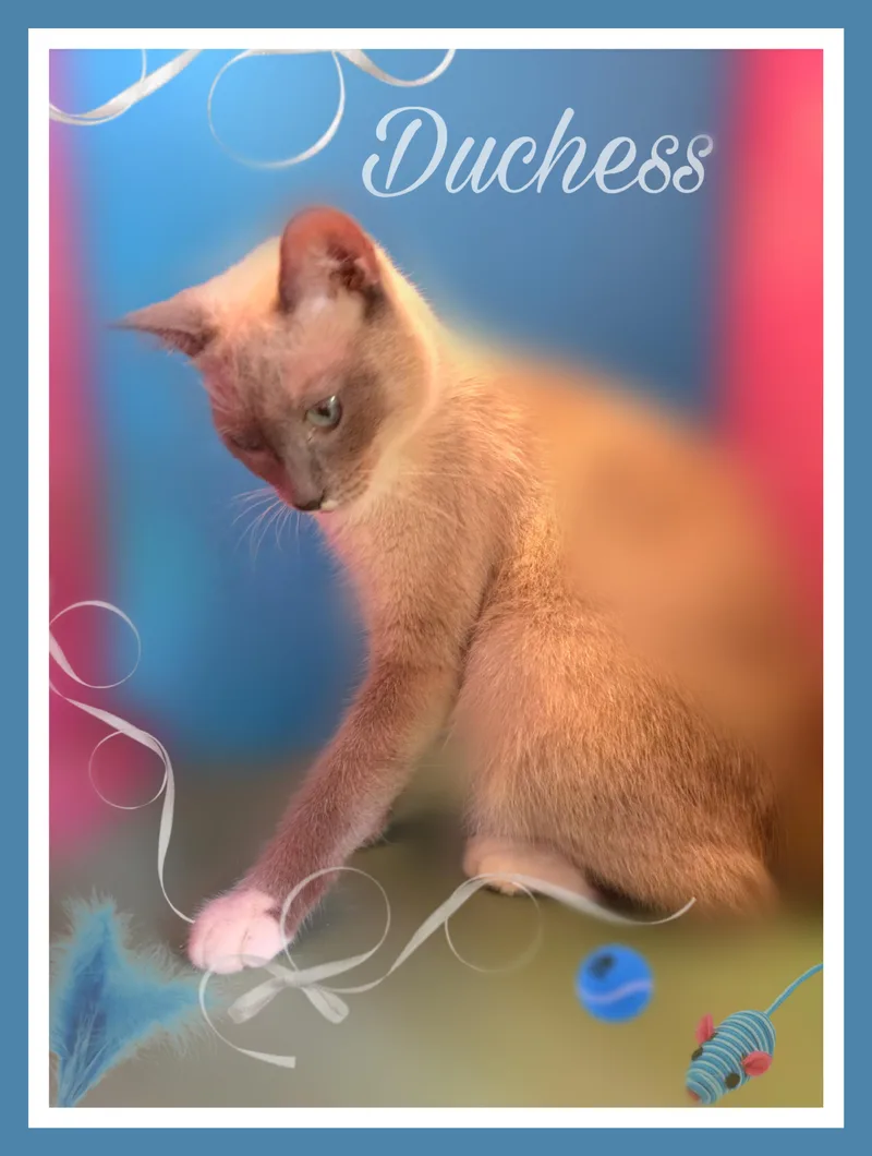 Duchess thumbnail 4