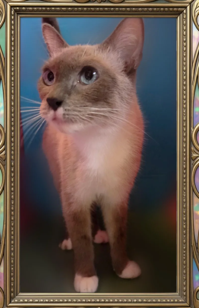 Duchess thumbnail 5