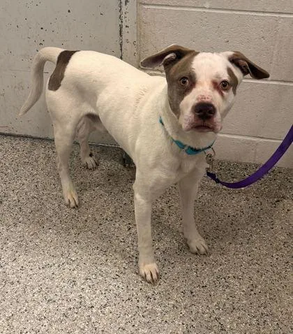 An adult large-sized male White / Cream Pit Bull Terrier dog named Otis for adoption in Kansas City, MO