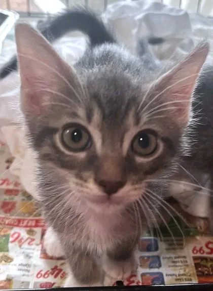 A baby small-sized male Domestic Short Hair cat named Tom for adoption in Madison, NJ