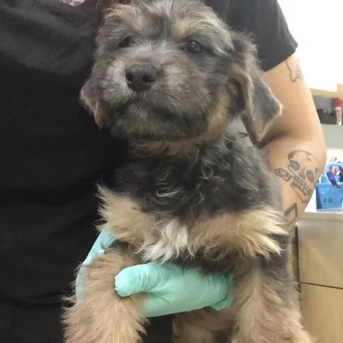 A baby medium-sized female Terrier dog named Taffy for adoption in Riverside, CA