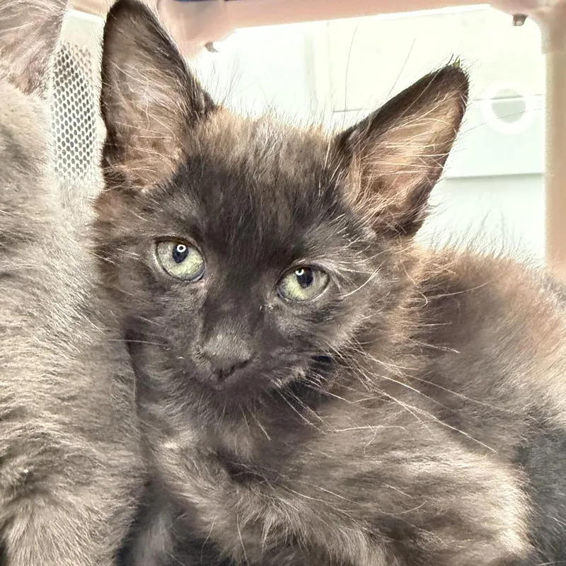 A baby small-sized female Domestic Short Hair cat named July for adoption in Los Angeles, CA
