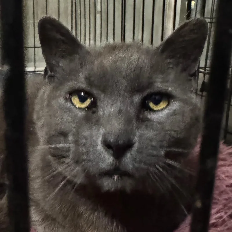 A senior small-sized male Gray / Blue / Silver Russian Blue cat named Henry Mccracken for adoption in Merrifield, VA