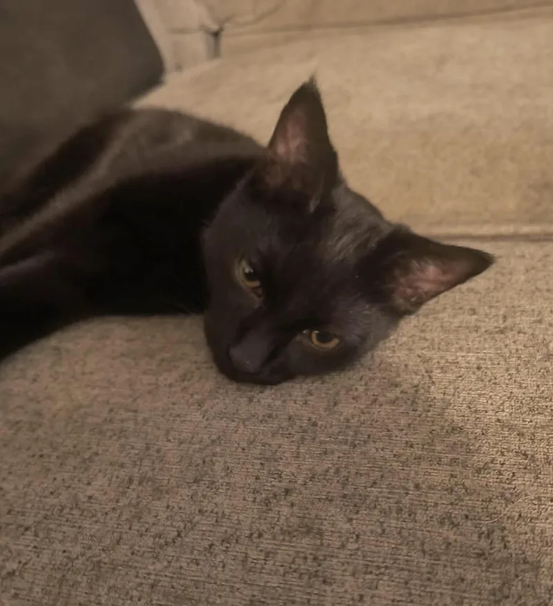 A baby small-sized male Black Domestic Short Hair cat named Midnite Nightfall for adoption in Chandler, AZ
