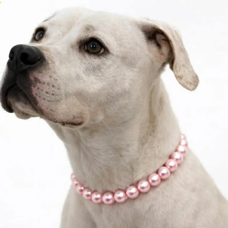 An adult large-sized female Pit Bull Terrier dog named Sarah for adoption in Milan, IL