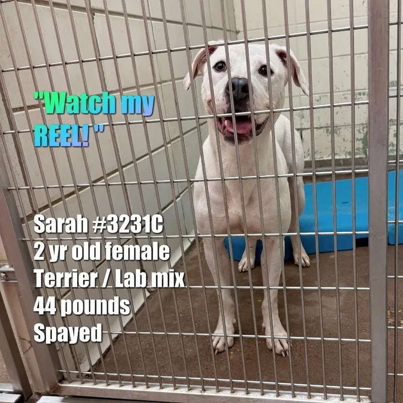 Sarah thumbnail 2