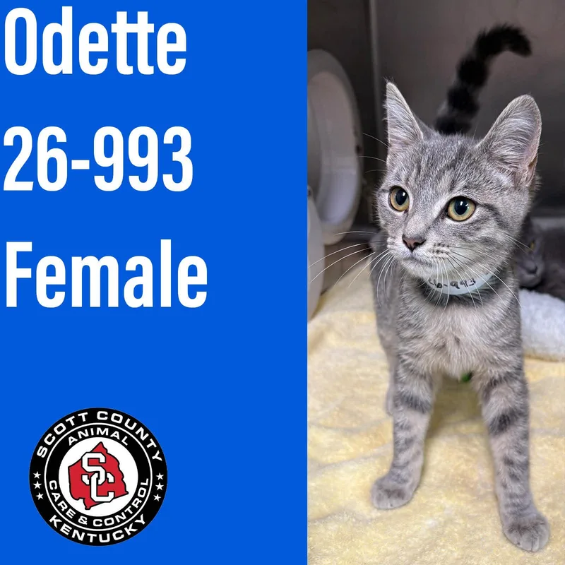 A baby small-sized female Domestic Short Hair cat named Odette for adoption in Georgetown, KY