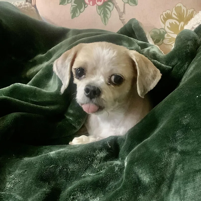An adult small-sized male White / Cream Shih Tzu dog named Saylor Maverick for adoption in Plano, TX