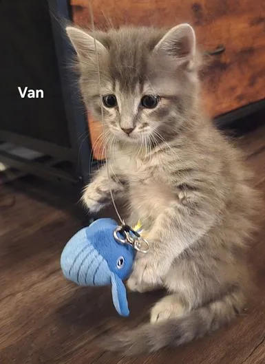 A baby medium-sized male Tabby (Gray / Blue / Silver) Domestic Medium Hair cat named Van for adoption in Liverpool, TX
