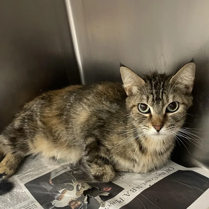 An adult medium-sized female Brown / Chocolate Domestic Short Hair cat named Cara for adoption in Corpus Christi, TX
