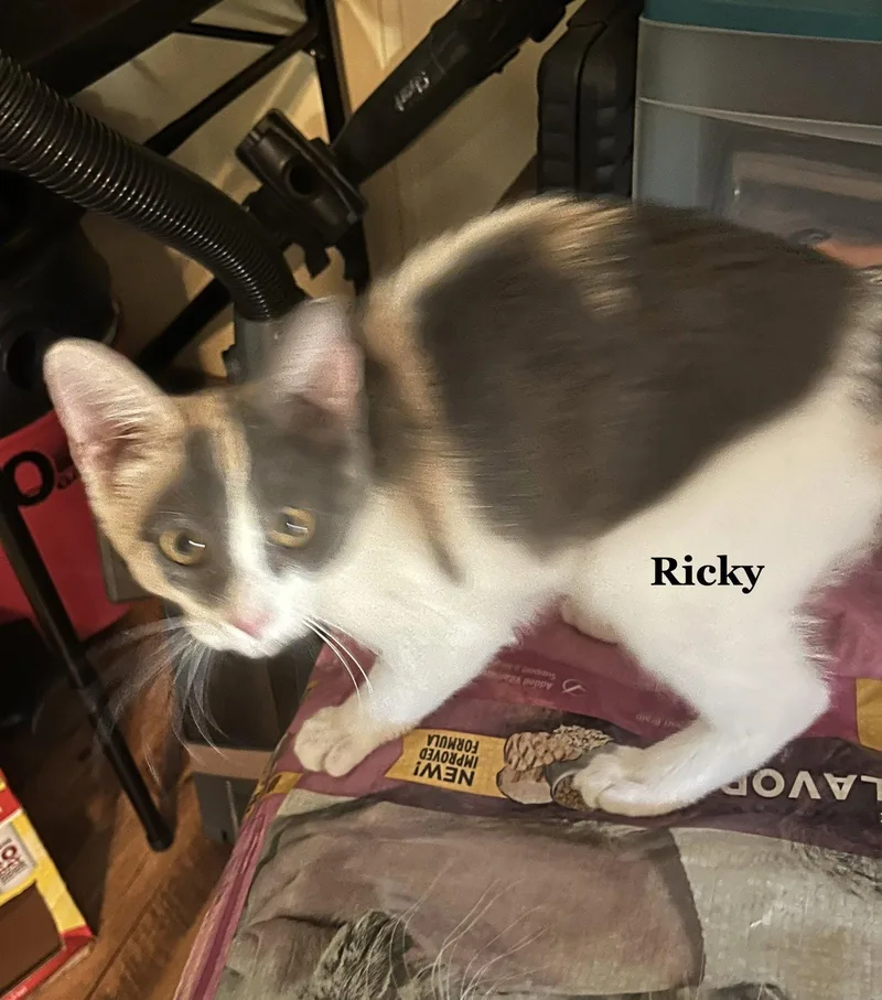 A baby medium-sized female Domestic Short Hair cat named Ricky for adoption in Morehead, KY