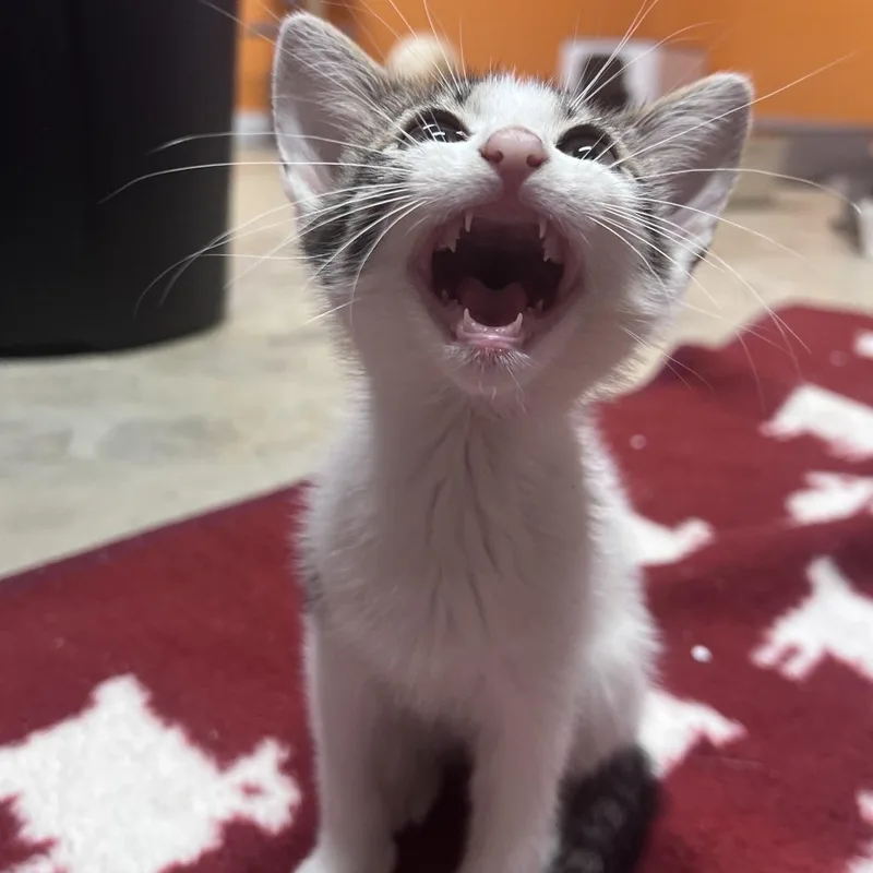 A baby small-sized female White Domestic Short Hair cat named Marble for adoption in San Saba, TX
