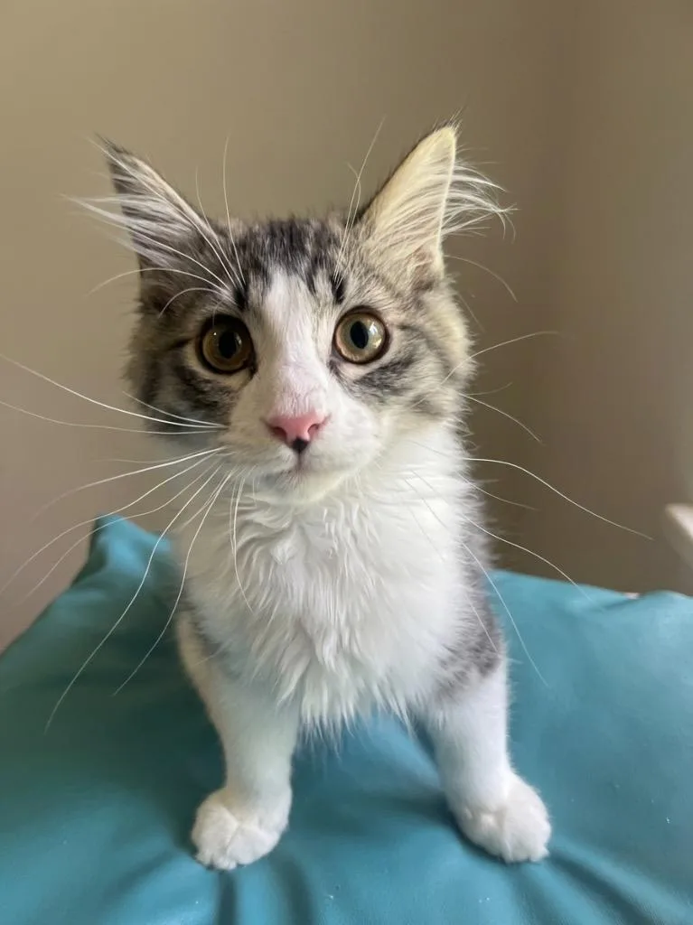 A baby small-sized male Domestic Short Hair cat named Huckleberry for adoption in Vashon, WA