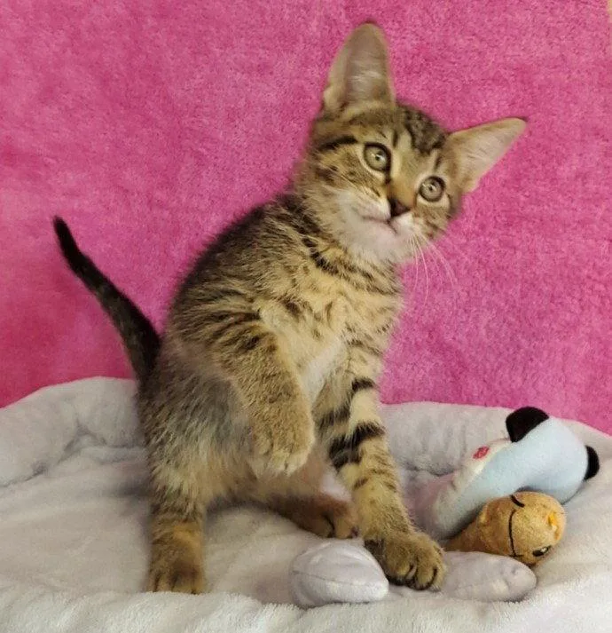 A young medium-sized female Domestic Short Hair cat named Elsie for adoption in Greenville, IL