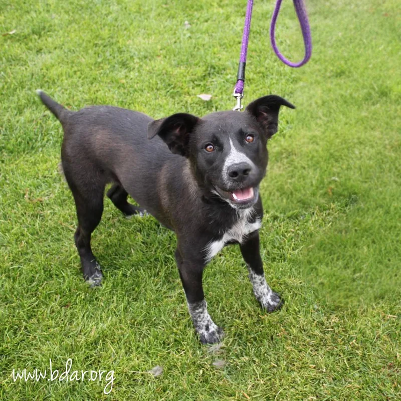 An adult large-sized male Black Australian Cattle Dog / Blue Heeler dog named Finn for adoption in Cheyenne, WY