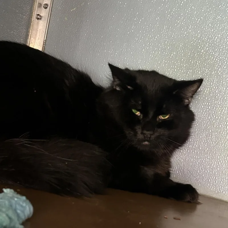 A young large-sized male Domestic Long Hair cat named Squirtle for adoption in Uniontown, PA