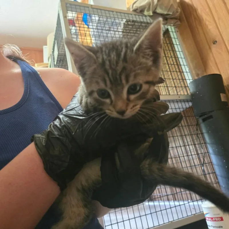 A baby small-sized male Gray / Blue / Silver Domestic Short Hair cat named Dusty for adoption in Tylertown, MS
