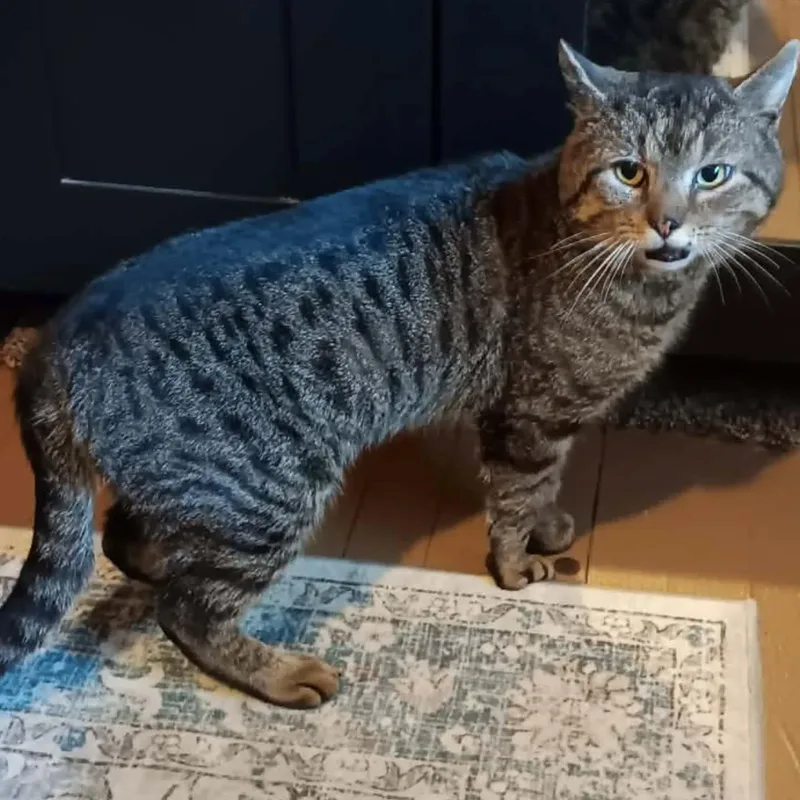 A young medium-sized male Tabby (Tiger Striped) Tiger cat named Bridges for adoption in HANSON, MA