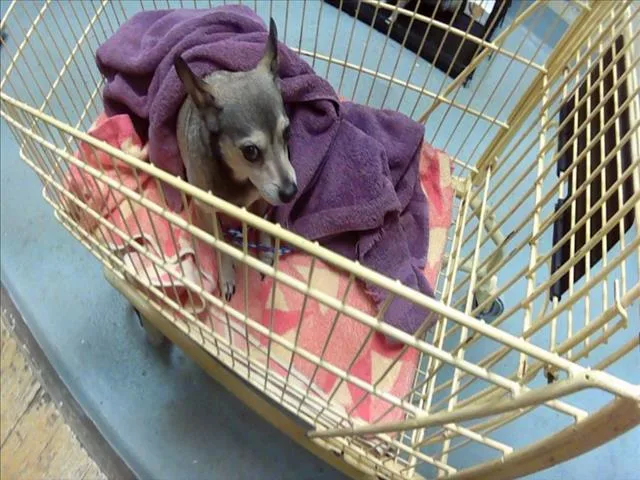An adult small-sized male Chihuahua dog named Tide for adoption in Tulsa, OK