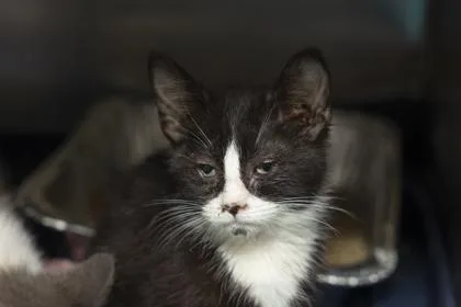 A young medium-sized female Domestic Short Hair cat named b Maria for adoption in North Charleston, SC