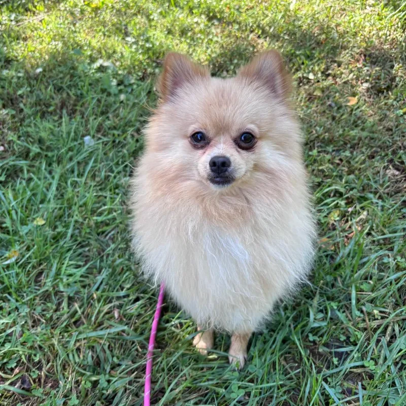 An adult small-sized male Pomeranian dog named Fluffernutter for adoption in York, PA