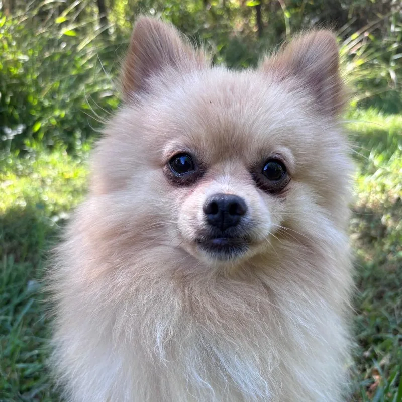 Fluffernutter thumbnail 2