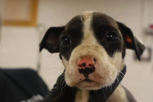 A baby small-sized female Mixed Breed dog named Filly for adoption in Columbia, SC