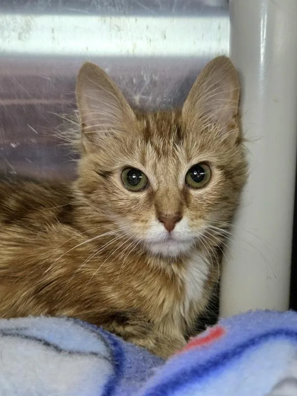 A young small-sized female Domestic Medium Hair cat named Printer for adoption in Millersville, MD
