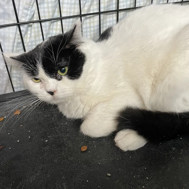 Hilton And Hyatt thumbnail 3