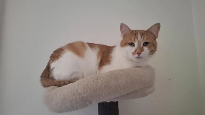 An adult medium-sized female Domestic Short Hair cat named Nala for adoption in New Britain, CT