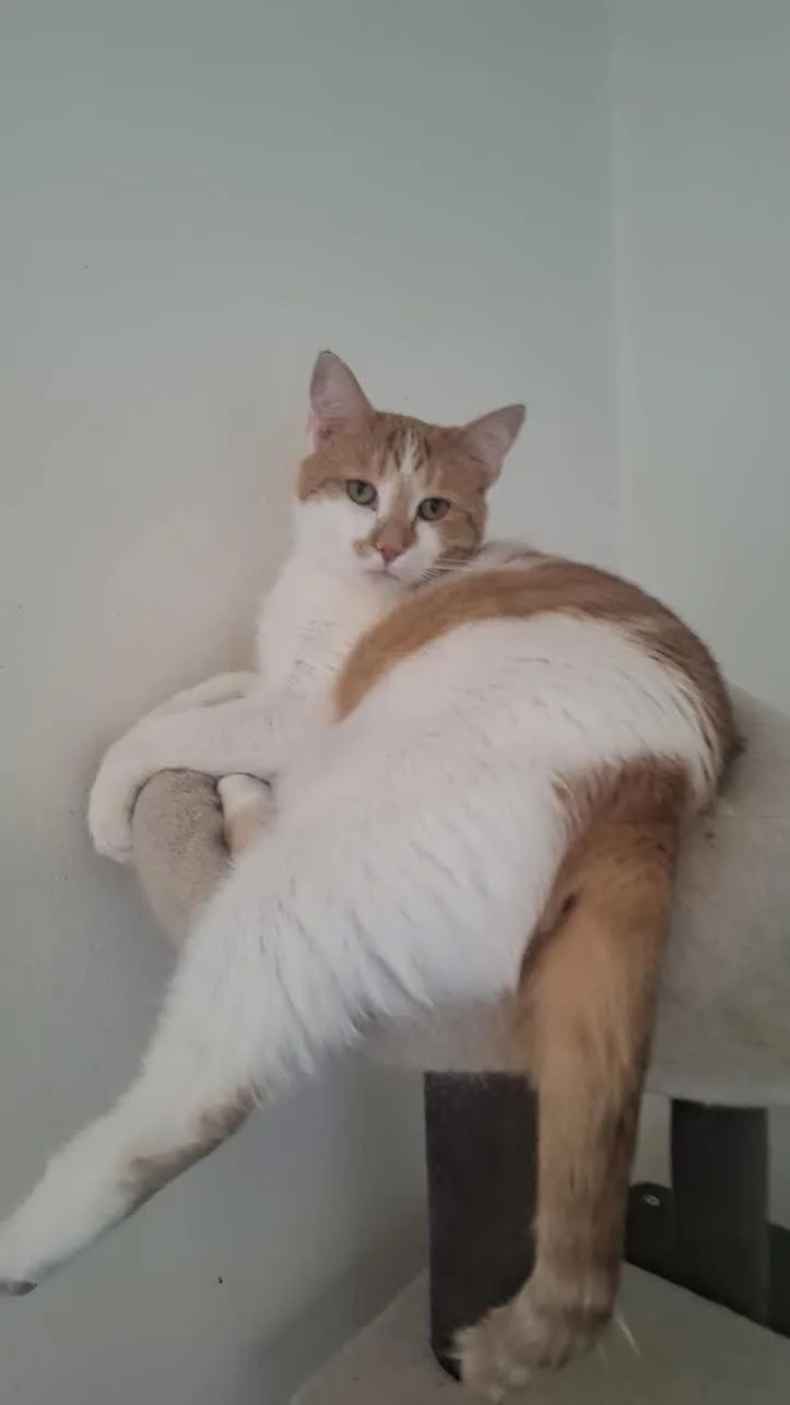 Nala thumbnail 2