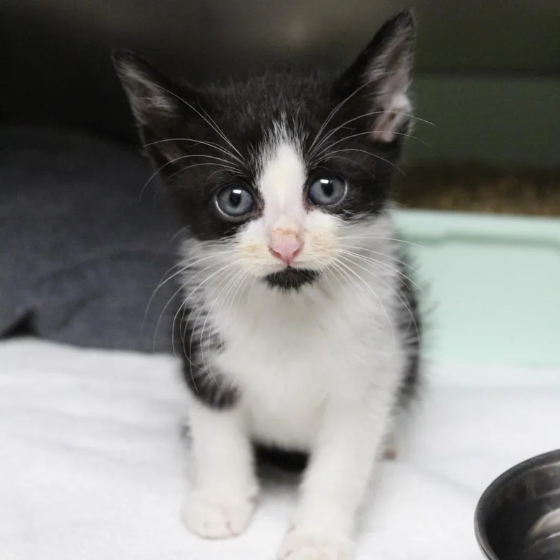 A baby small-sized male Black Domestic Short Hair cat named Def Leppard for adoption in Auburn, AL