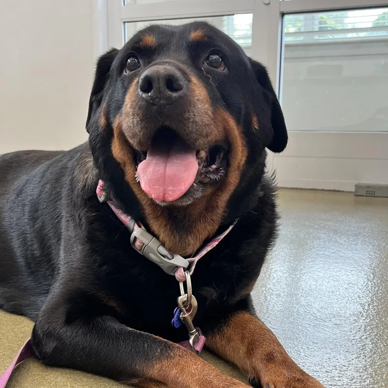 A senior extra large-sized female Black Rottweiler dog named Luna for adoption in Harrisonburg, VA
