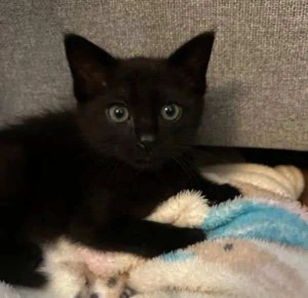 A baby small-sized male Domestic Short Hair cat named Damien for adoption in Dublin, CA