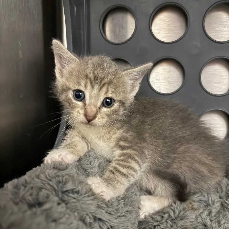 A baby small-sized female Gray / Blue / Silver Domestic Short Hair cat named Holly for adoption in Spring Hill, KS