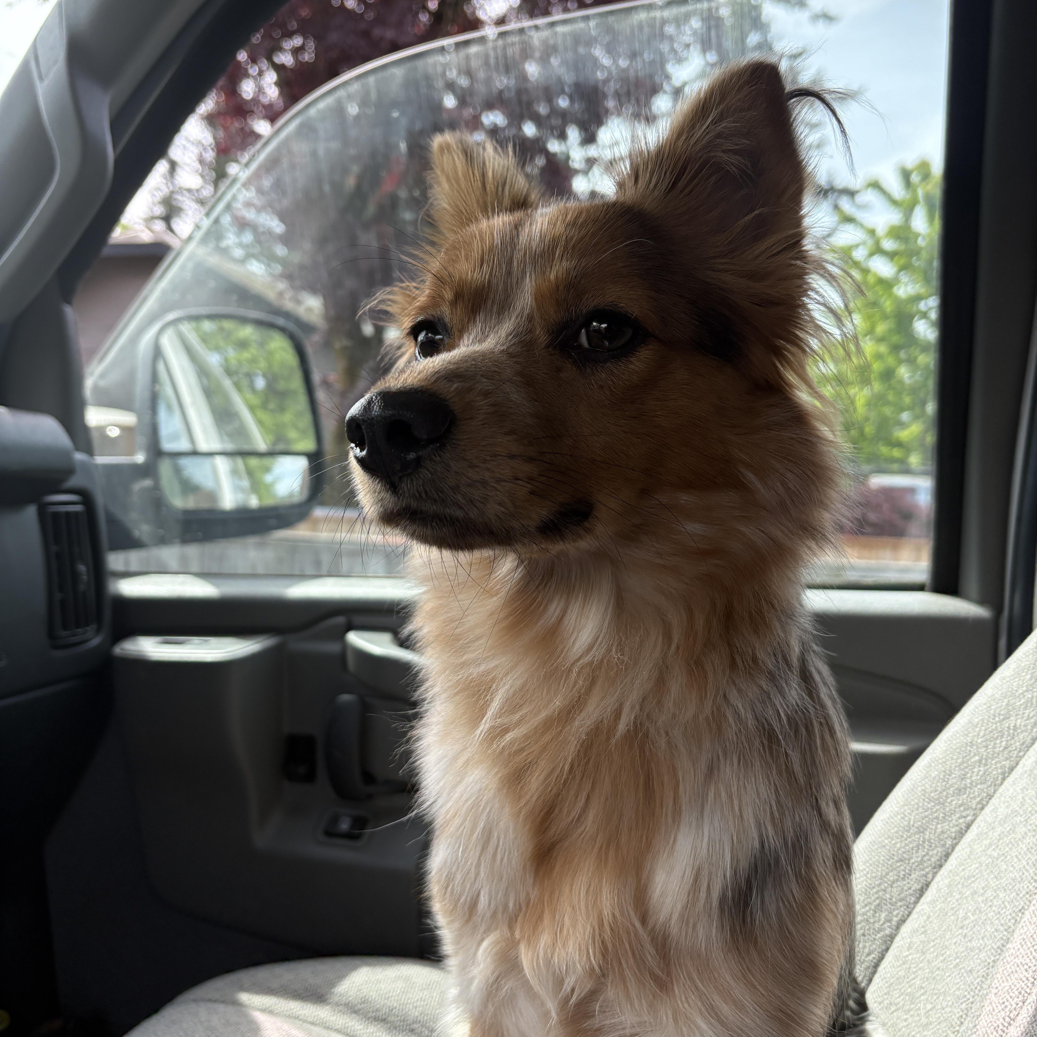 A young medium-sized female Tricolor (Brown, Black, & White) Australian Shepherd dog named Cowgirl for adoption in Sherman Oaks, CA