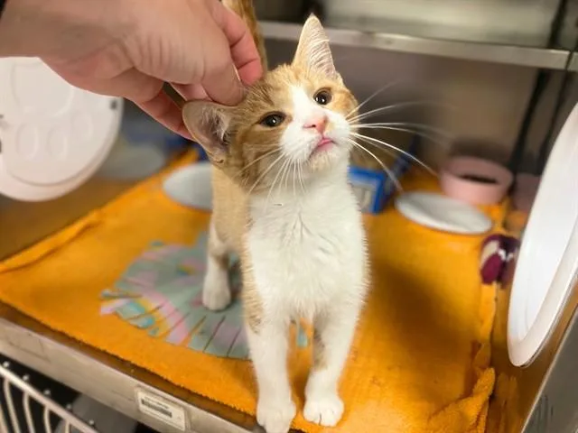 A baby small-sized male Domestic Short Hair cat named Tater Tot for adoption in Fort Wayne, IN
